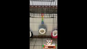 DJEVPETSHOP Sleeping Pouch Mini Lantai & Gantung Cocok Untuk Sugar Glider Hamster Tupai