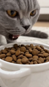 Royal Canin British Shorthair Adult 2kg Dry Cat Food - Feline Breed Nutrition | Tailor-Made Kibble for Muscle Tone Bone Joint Urinary & Cardiac Health for Cats Over 12 Months [New Stock]