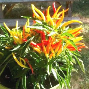 5 BIJI BENIH CABE HIAS RED MEDUSA (Bisa konsumsi )