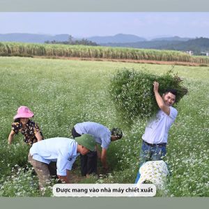 Tinh dầu mùi già treo tủ quần áo Befine nguyên chất