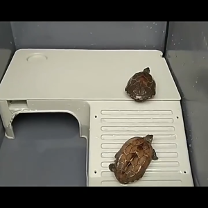 Extra Large Turtle Tank Dedicated Tank With Drainage Water Land Terrace Turtle Breeding Villa Turtle Tank Feeding Box
