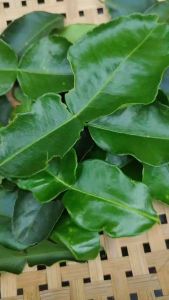 ใบมะกรูด kaffir lime leaves สด สะอาด รับประกันคุณภาพ เก็บสดวันต่อวัน คัดใบสวยจัดส่งให้ 150 ใบ