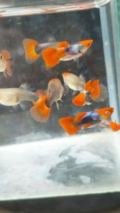 โค่ย ช็อตบอดี้ อาหารปลาหางนกยูงแถมถุงเล็ก 1 ถุง เร่งสี เร่งโต