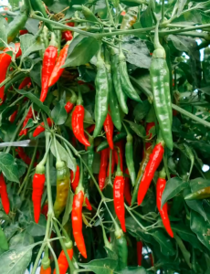 Benih Cabe Rawit Hijau Merunduk GLANTONG IJO JAWARA 5gr Produk Unggulan Jawara