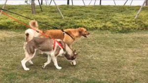 Japan Osaka Dogs Collars Leash Traction Rope Small-sized Pets Puppy Dog Cat Lead Harness THS2350-Red