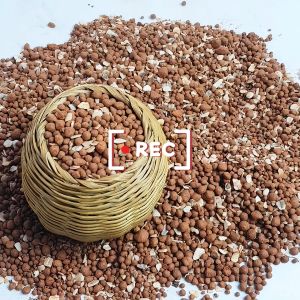 Khoáng viên bổ sung vi lượng cho chim cu gáy sung căng lửa