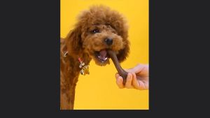 Xương gặm sạch răng cho Chó thương hiệu Yaho gói 1 cây - Love Pets Shop