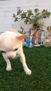 ผ้าพันคอน้องหมาน้องแมว