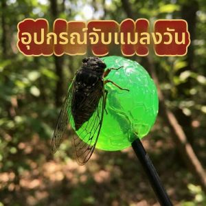WOWEIAOKUANG | Cầu Dán Bắt Cánh Đồng