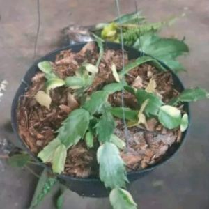 tanaman hias wijaya kusuma/Tanaman hias gantung wijaya kusuma