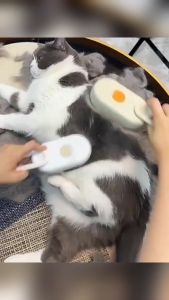 3 In 1 Electric Steamy Brush: Ultimate Pet Grooming Solution