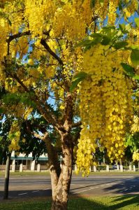 1 PCS BIJI POHON GOLDEN SHOWER