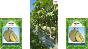 Benih Bibit Buah Melon Madu ALINA F1 40 butir dari Cap Panah Merah
