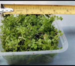 Micranthemum Monte Carlo (MC) Aquarium Aquascape Plant