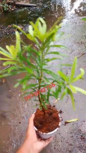 [CÓ CLIP] TÙNG ĐÀI LOAN HẠT ĐỂ BÀN SIÊU SANG cao - thích hợp cho văn phòng-vườn tùng Minh Khương