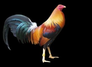 TRẠI GÀ THÀNH ĐÔNG LONG AN . TRỨNG GÀ GIỐNG LỚN KÝ .10 TRỨNG GÀ NÒI ẤP NỞ CON GIỐNG . TẶNG THÊM 02 TRỨNG .