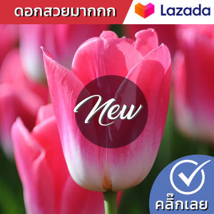 ดอกสีชมพูขาว หัวทิวลิป Dynasty ว่านสีทิศ ทิวลิป หัวดอกทิวลิป ทิวลิปปลูก