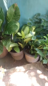 [RUMAH TANI] Beras Organik Merah Pecah Kulit 5 Kg Asli 100% Diabetes Kualitas Bagus Untuk Diet