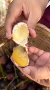 Bibit Tanaman Matoa Kelengkeng Papua Merah Murah