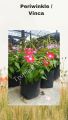 [Tropical Mount ] Periwinkle/ Vinca / 长春花 Live plant | Pokok hidup | 活植物 | Nithya kalyani plant | Nithiya kalyani flower |Random colour Pink/Red. 