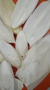Nang mực bổ sung canxi cho chim cảnh 100g