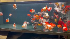 Vi sinh chiết suất từ tảo biển Koika OBIO giúp trong nước hồ cá men tiêu hoá cho guppy betta channa