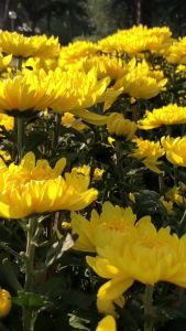 Combo 4 gói Hạt giống hoa cúc đại đóa vàng-50 /gói