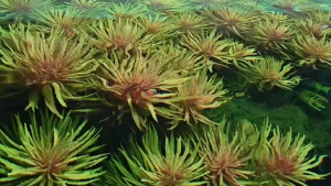 Limnophila Hippuridoides新百叶草-emerged水上叶/6 stems /Aquatic plants/Tumbuhan Akuatik