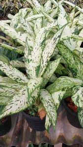 ต้นสตาร์ไบร์ท ต้นดิฟเฟนบาเกีย (Dirffenbachia StarBright) ไม้ประดับ 90cm, 8 ไม้, กระถาง