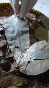 Daun Sirsak Kering Asli Hutan - Lebih Berkhasiat