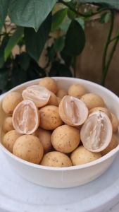 BIBIT DUKU PALEMBANG Aneka Bibit Unggul NIRWANA