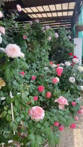 สบู่เหลวกำมะถัน กำจัดไรแดง ราแป้ง เพลี้ย แบคทีเรีย ดอกสีสดใบสวยหนาเขียว เกรดอาบน้ำคนทุกวัย