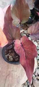 บอนสีลูกไม้ใบไทยกระถาง6"฿118