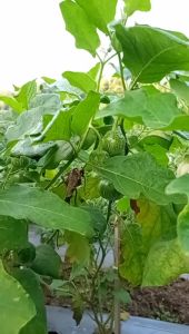 Terong lalap KENARI 10gr - Benih terong lalap hijau manis renyah sayur sayuran