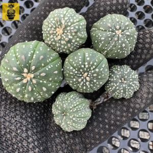 Seedling Astrophytum Super Kabuto / Nice Ribs / Cactus Succulents / Kaktus Sukulen