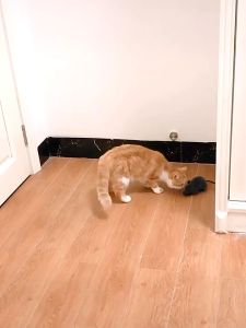 Mouse Rat Mouse Toy Cat Dog Playing Toy Wireless Remote Control Rat Pet TIkus Besar Bergerak Mainan Kucing Murah