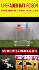 Buy 1 Free 9 Racun tikus No rats for 100 years Racun tikus paling kuat Ubat Tikus Paling Berkesan ubat tikus Rat Repellent rat poison killer ubat tikus paling kuat 老鼠藥
