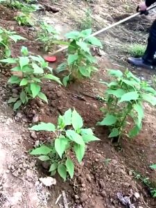 Universal Weeder Plate Blades  Lawn Mower Head Wire Grass Trimmer Head Derusting Weeding Wheel Garden Tool Grass Cutter