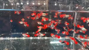 Short Body Red Koi Guppy Fish/ Livefish/ Freshwater/ 短身红头孔雀鱼