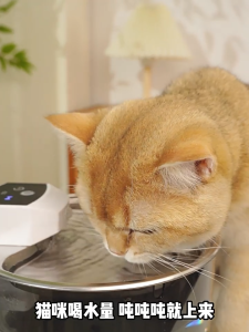 Pet Water Fountain Wireless 5000mAh UV Sterilize Stainless Steel