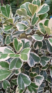 ต้นสาลิกาด่าง หรือ หัวใจเศรษฐี ไม้พุ่ม ขนาดสูง ุ80 – 90 ซม. จัดส่งในกระถางพลาสติก