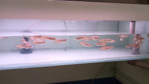 LIVE FISH !!!! BANJAR RED AROWANA 现货 一号半龙鱼 红尾号半 3inch+/- RED TAILS !! AROWANA FISH/IKAN AIR TAWAR / Ikan Kelisa 5inch+/-(Small Fishes/Guppy/Live Shrimp/Snails)