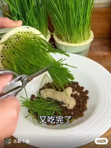 Rumput Kucing Paket Tumbuh Benih Gandum Premium Cat Wheat Grass