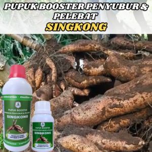 Pupuk Pembesar Umbi Singkong Pupuk Singkong Paling Bagus Penambah Berat Singkong Penambah Bobot
