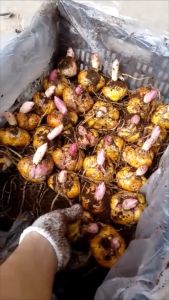 Củ Hoa Ly Kép Bông Thơm Size Nở 5-7 Bông/ 1 Củ - Hàng F1 Nhập Khẩu Hà Lan