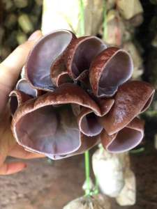 ก้อนเห็ดหูหนู พร้อมเปิดดอก ดอกสวย หัวเชื้อแรง