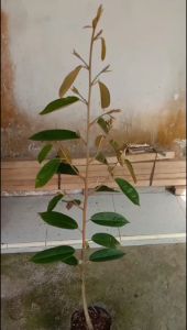 Bibit Durian Mimang Super