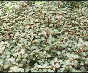 Ludwigia Super Red Mini 玫瑰叶底红 - aquarium aqua plant [lowtech]