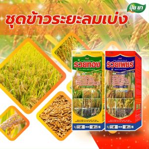 ข้าวระยะลมเบ่ง เร่งเต่ง เมล็ดเต่ง ใส แกร่ง เพิ่มขนาดเมล็ด เพิ่มผลผลิต เพิ่มน้ำหนัก ข้าวก่อนเก็บเกี่ยว ปุ๋ย ยา บำรุงนาข้าว ฮอร์โมนข้าว (1 ชุด 1ลิตร + 1ลิตร) ฮอร์โมนเพิ่มขนาดเมล็ด - Lazada
