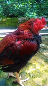 PAITHOOON obat snot crd dan pernapasan ayam dan unggas